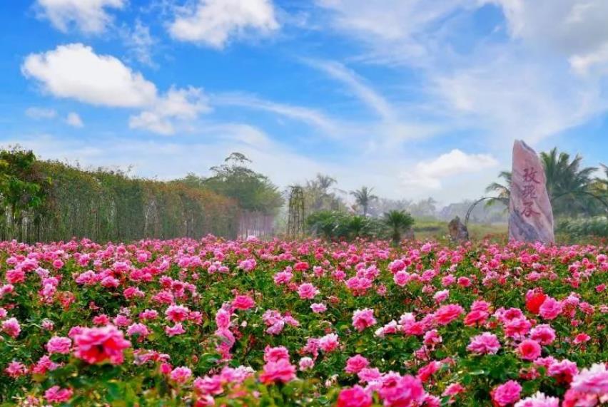 rose-1.jpg rose-1.jpg