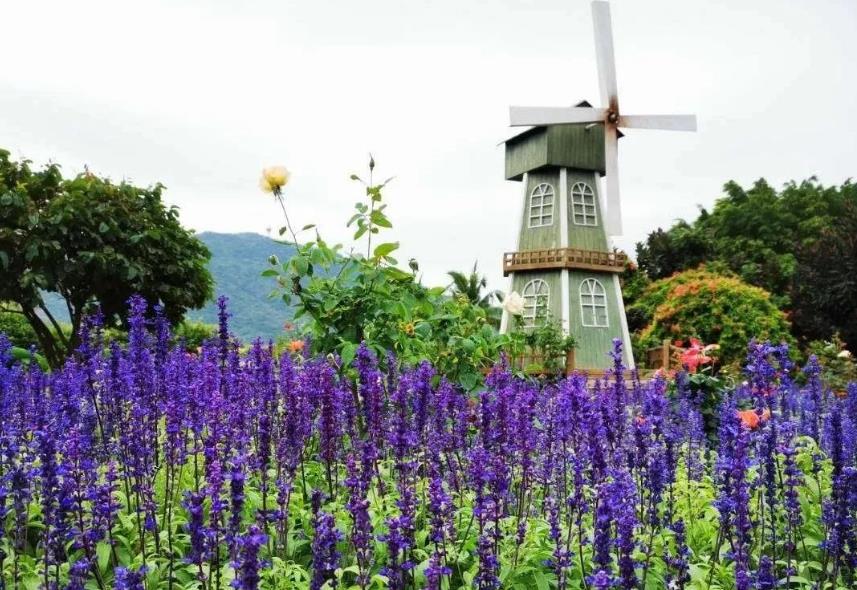 rose-2.jpg rose-2.jpg