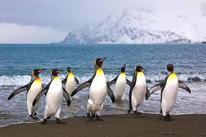 6370339231366353266499430.png 6370339231366353266499430.png